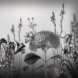 Photoshop brushes flowers, illustration, botany