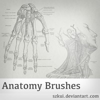 Anatomy Brushes