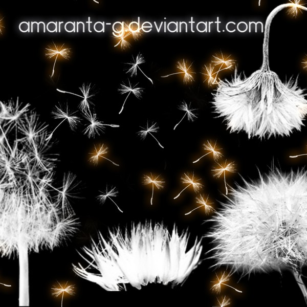 dandelion brush photoshop free download