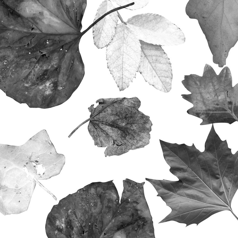 Photoshop brushes leaves, leaf, nature, autumn