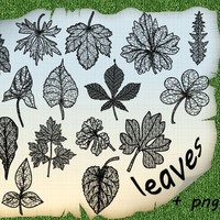 Leaves Brushes
