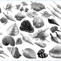 30+ Conch and Shell Photoshop Brushes