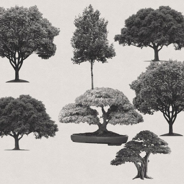7 Free Trees Ps Brushes Photoshop Brushes 7 Free Trees Ps Brushes Photoshop Brushes