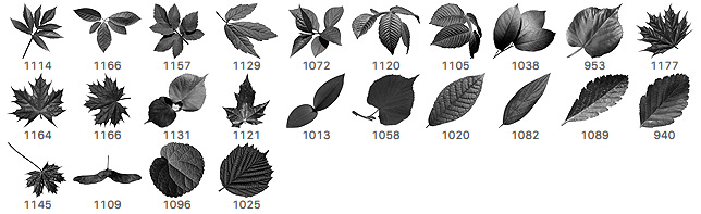 24 Free Leaves Photoshop Brushes - Photoshop brushes