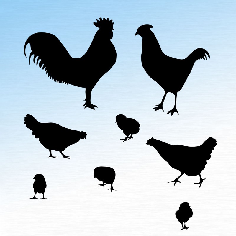 Photoshop custom shapes chicken,silhouettes